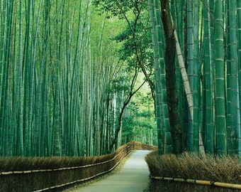 Bambusa Bambos seeds - Bambusa Arundinacea - Giant Bamboo