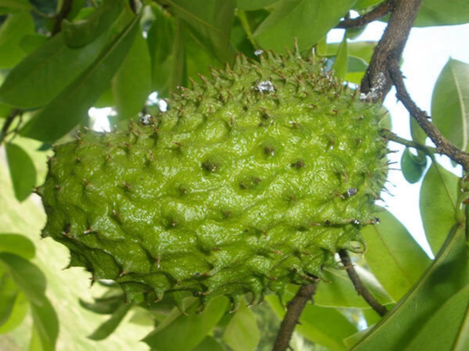 Annona muricata Soursop Giant Graviola Tropical Fruit Plant Etsy