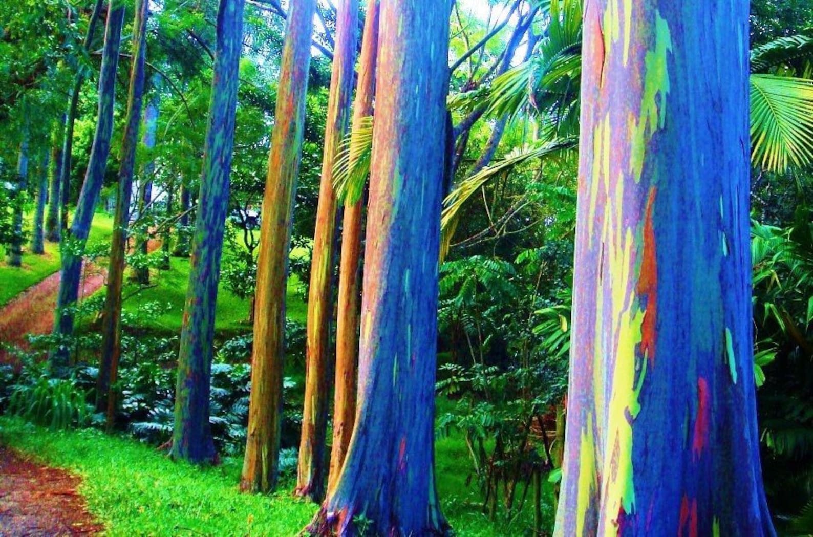 Eucalyptus deglupta 500 Graines Arc-en-ciel Eucalyptus | Etsy