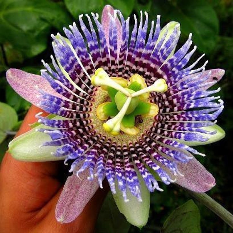 Passiflora ligularis 40 Seeds Sweet Passion Fruit Sweet Granadilla Maracuja image 2