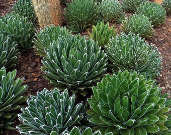 Agave Victoriae-Reginae - Reine Victoria Agave - 10 Graines