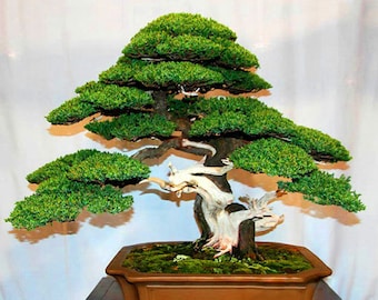 Juniperus chinensis var. chinensis - Chinese Juniper Bonsai Tree - 20 Seeds