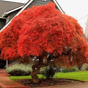 Acer Palmatum Atropurpureum - Arce japonés rojo - Semillas para bonsái - 10 semillas