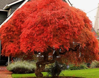 Acer Palmatum Atropurpureum - Red Japanese Maple - Bonsai Seeds - 10 seeds