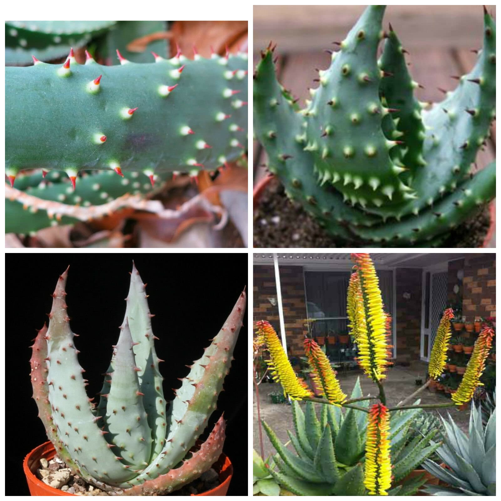 Aloe Aculeata, Ngopanie Aloe - 10 Seeds - Etsy Finland