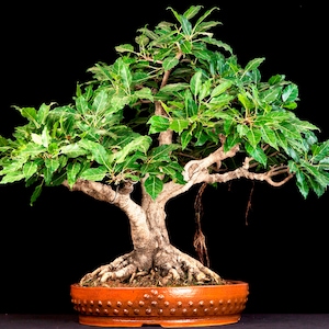 May include: A bonsai tree with a thick, gnarled trunk and a lush green canopy. The tree is potted in a brown ceramic pot with a textured surface.