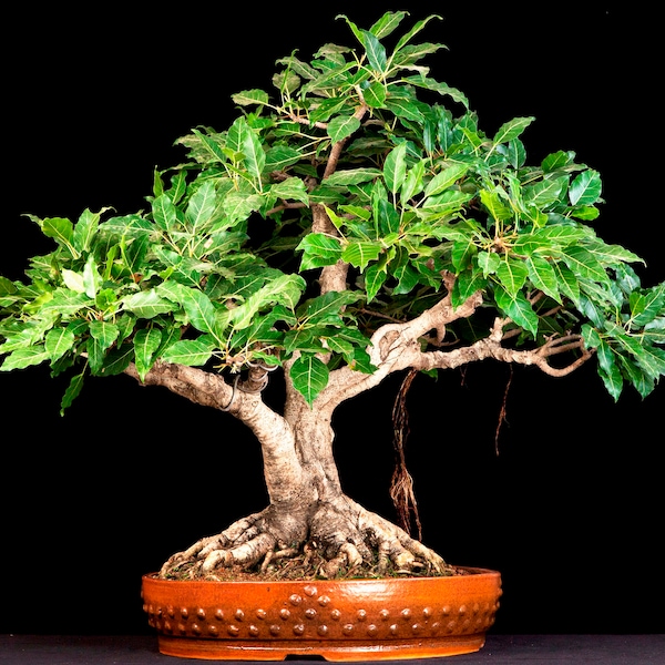 Ficus hispida - Hairy Fig - 50 Seeds