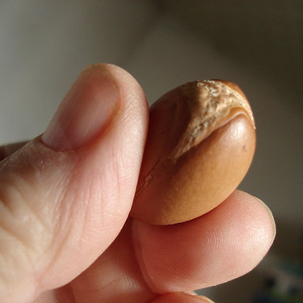 Argania Spinosa - 10 Seeds - The Argan Nut Tree - Morocco Gold * Very Fresh Seeds *
