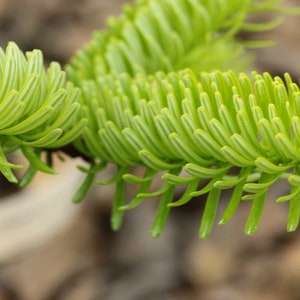 Abies cephalonica Seeds Grecian Fir 10 Seeds image 7