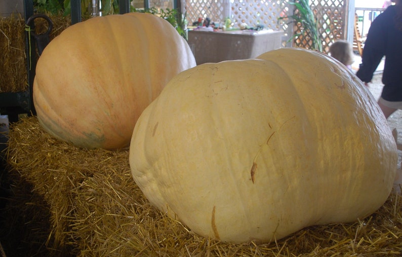 Cucurbita maxima Big Max pumpkin 4 Seeds image 2