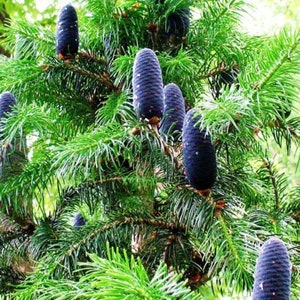 Abies pindrow West Himalayan Fir 20 Seeds image 8