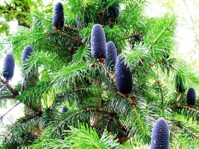 Abies pindrow West Himalayan Fir 20 Seeds image 8