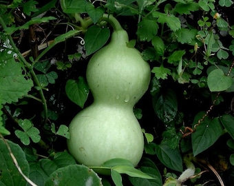 Lagenaria siceraria 5 semillas, calabaza de botella, calabaza de flores blancas
