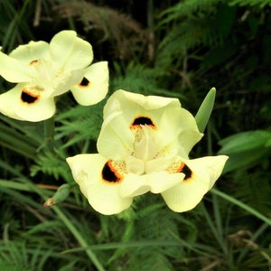 10 Dietes Bicolor Seeds YELLOW AFRICAN IRIS Fortnight Lily Butterfly Flag Flower Seeds image 2