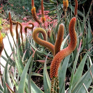 Könnte beinhalten: Nahaufnahme einer Gruppe von Aloe-Pflanzen mit orangefarbenen und gelben Blütenständen. Die Stängel sind gebogen und verdreht und bilden ein einzigartiges und interessantes Muster.