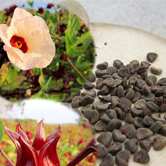 Hibiscus Sabdariffa Seeds, Roselle Jamaican Red Sorrel, Florida Cranberry,  Flower Bonsai - 10 to 50 - Etsy Israel