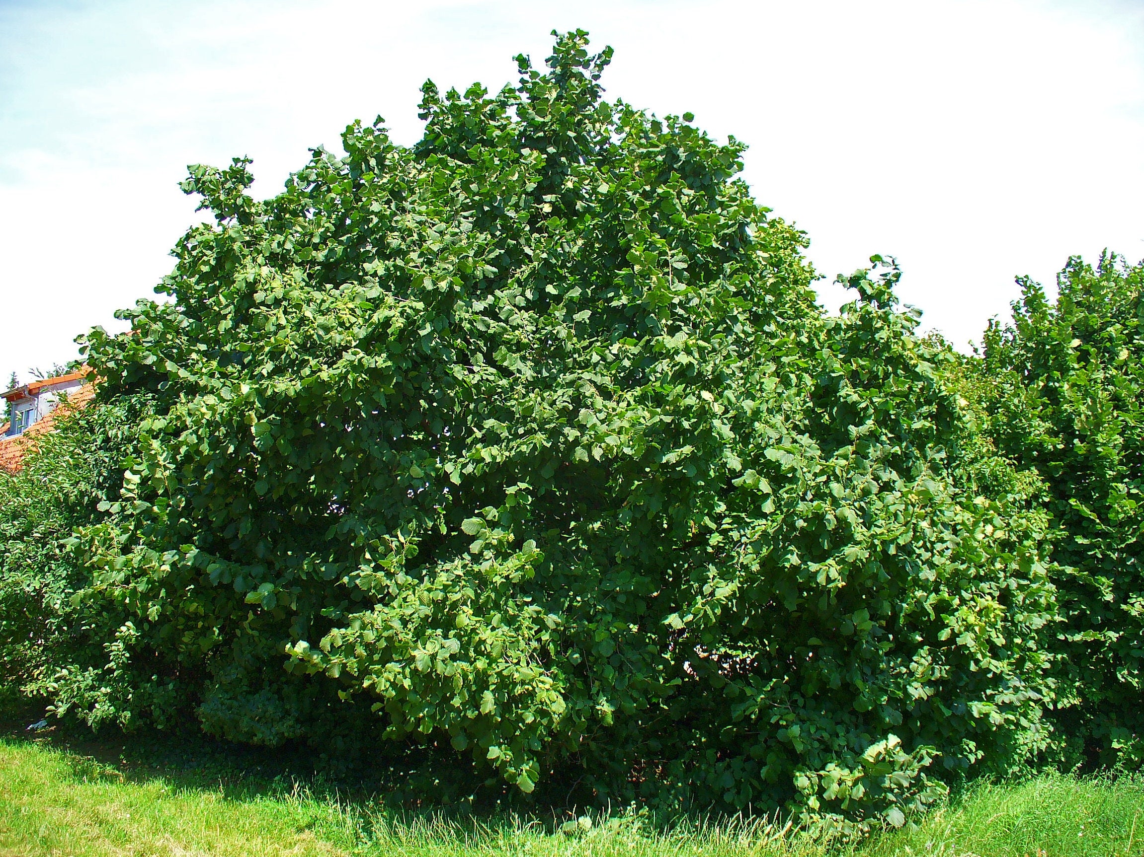 Corylus avellana,Nuvola Polline,,Foto Piante,Foto Carla