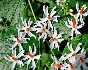 De 10 a 100 semillas de jazmín nocturno, Paarijat, reina de la noche - Flor aromática