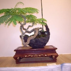 Delonix Decaryi Flamboyant poinciana tree VERY RARE bonsai plant 5 Seeds image 4