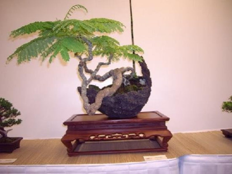 Delonix Decaryi Flamboyant poinciana tree VERY RARE bonsai plant 5 Seeds image 4