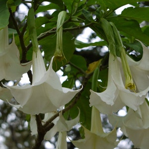 Brugmansia arborea Angel Trumpet Trompe of Angels Tree Flower Venus 20 Seeds image 3