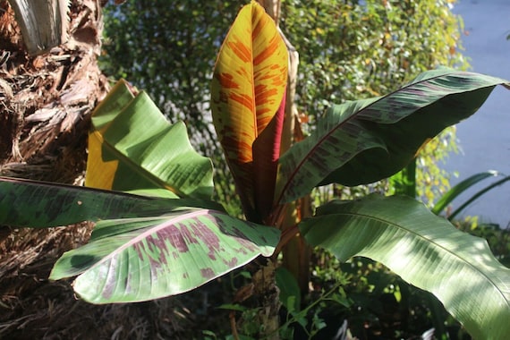 Musa sikkimensis レッドタイガーシード - ダージリンバナナ - 5粒