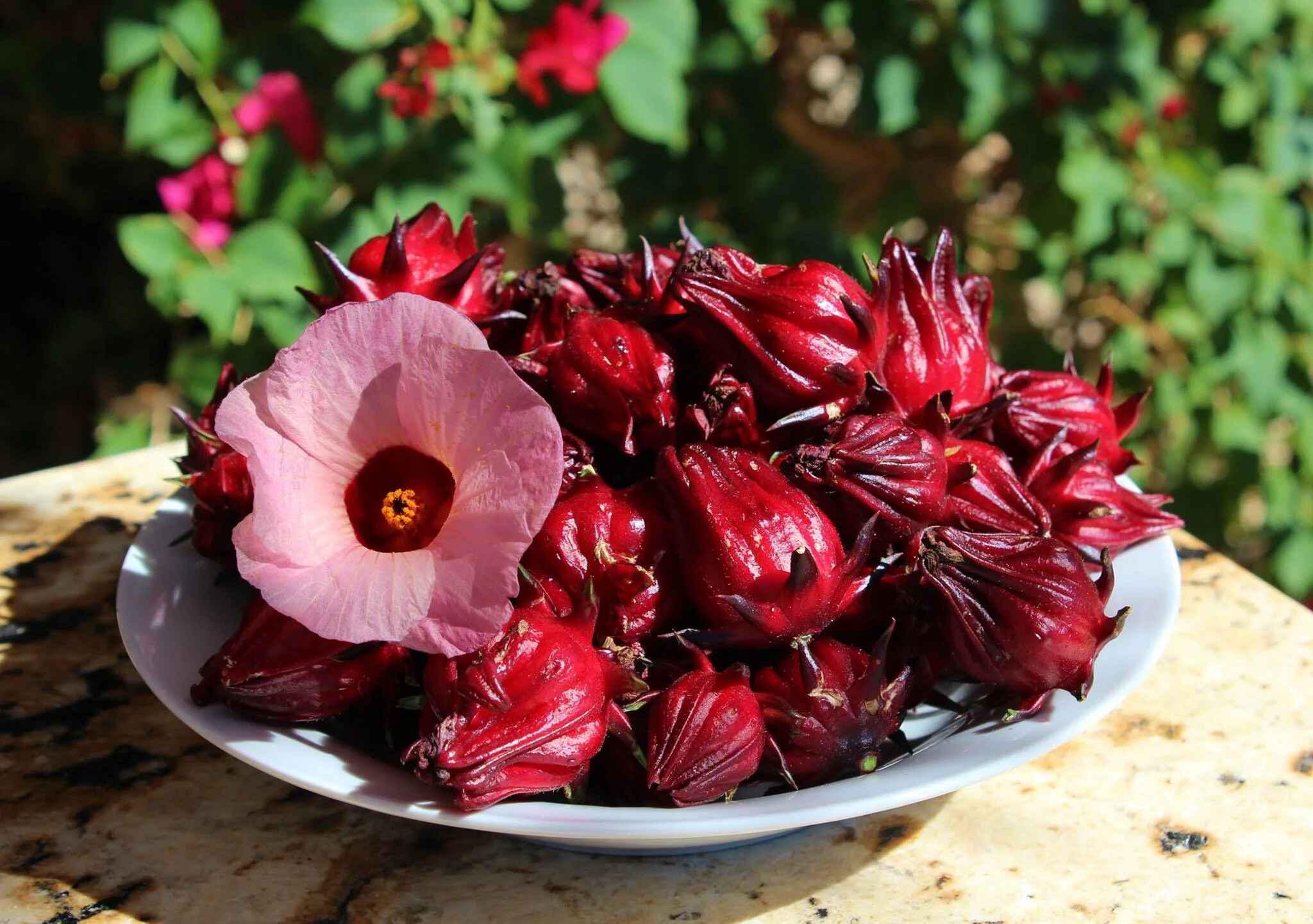 Semi di ortaggi biologici (150 semi) Roselle Hibiscus sabdariffa rosella Belchanda Tengamora
