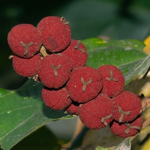 Mallotus philippensis、レッド カマラ ツリー、クロトン/エキヌス フィリップンシス、ロットレラ ティンクトリア - 10 種子