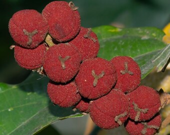 Mallotus philippensis - Croton philippense, Echinus philippensis, Rottlera tinctoria - Red Kamala Tree - 10 Seeds