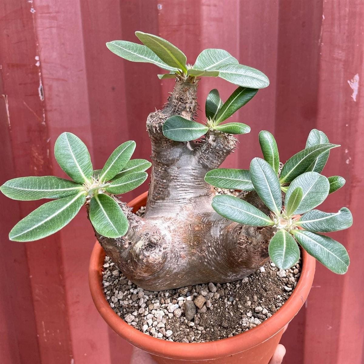 Pachypodium Gracilius - Etsy Canada