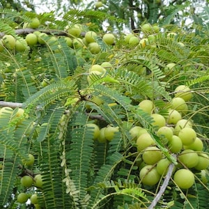 Phyllanthus emblica Seeds, India Gooseberry Seeds. Amla Seeds - 20 Seeds