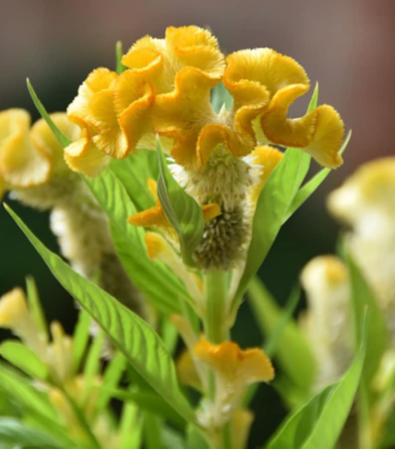 Hahnenkamm Blume Gelb