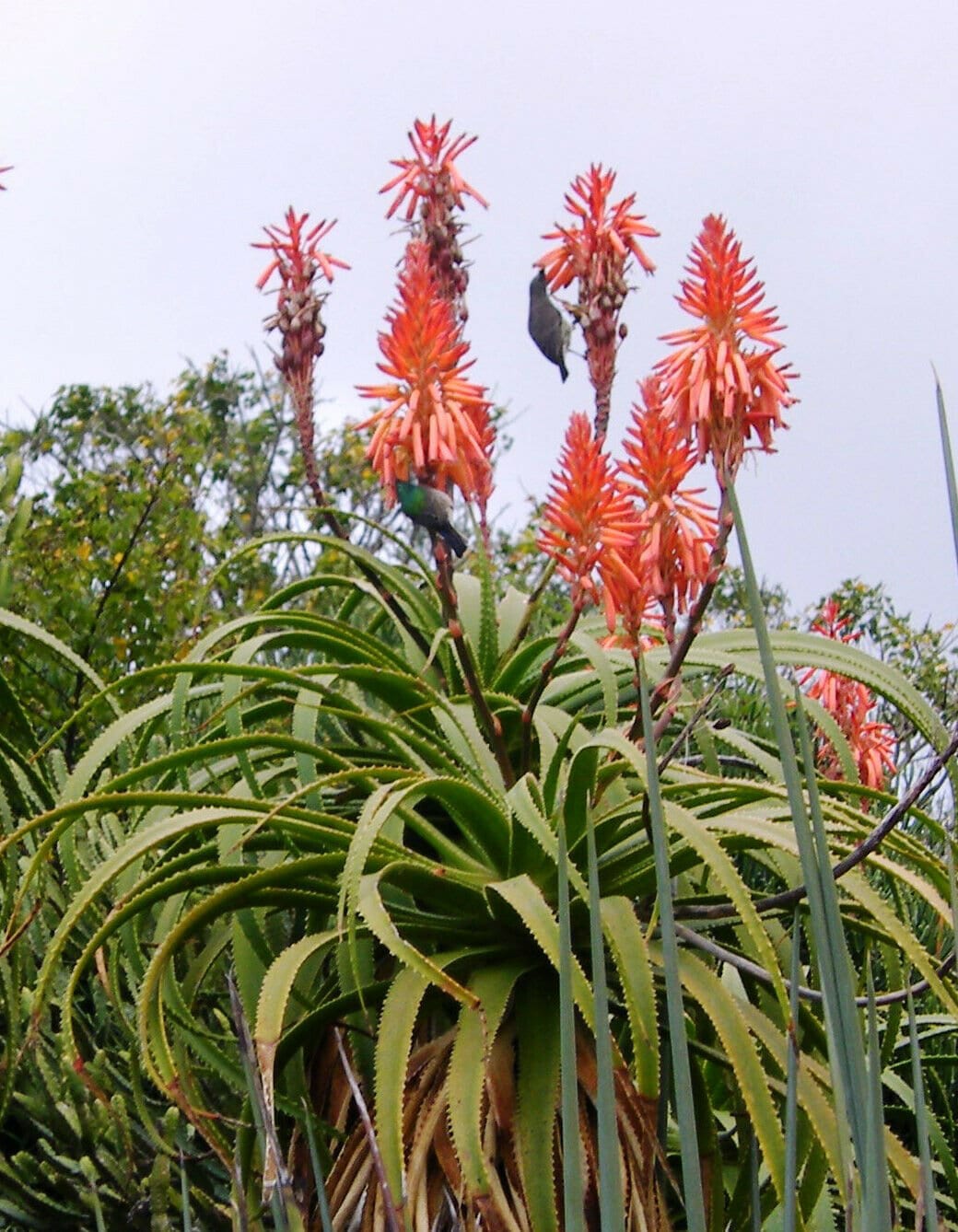 Foglie Fresche Di Aloe Arborescens 1kg - Spedizione Inclusa In 48h - Foto 2