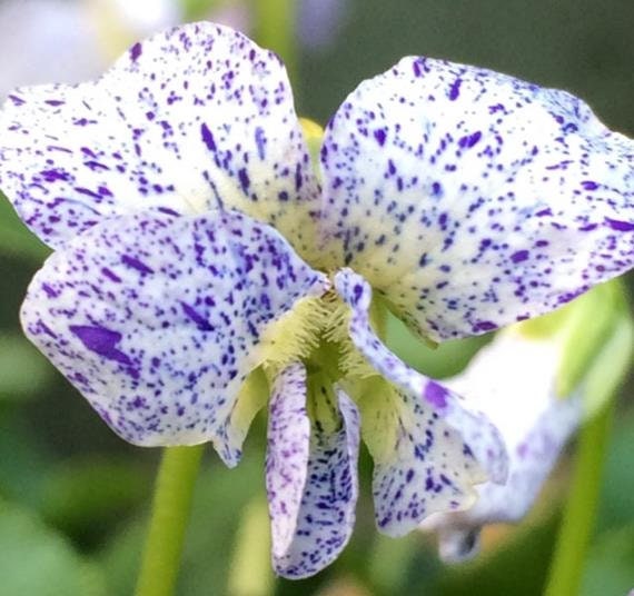 Dark Freckles and Rubra Mix X 20 SEEDS Viola sororia Dark Freckles and Rubra Mix X 20 SEEDS Viola sororia