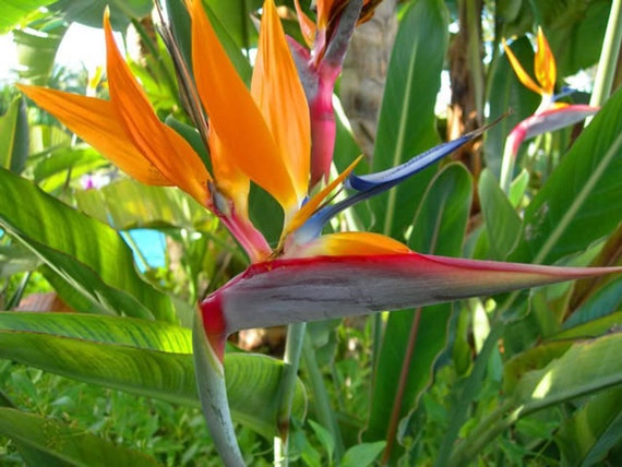 ストレリチア　極楽鳥花　4株　オレンジ色の花　鉢植え ストレリチア 極楽鳥花 4株 オレンジ色の花 鉢植え