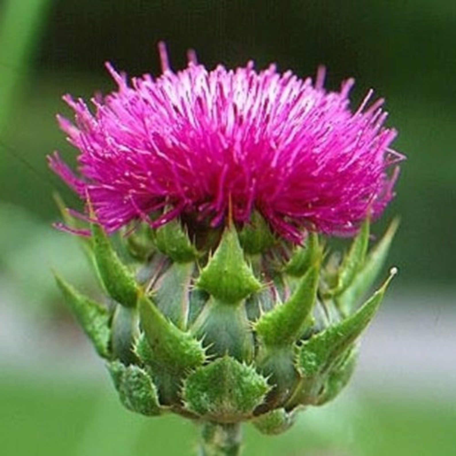 100 Purple MILK THISTLE Silybum Marianum Flower Seeds | Etsy