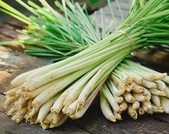 Cymbopogon flexuosus-zaden, citroengras, Oost-Indische citronella - 50 tot 1000
