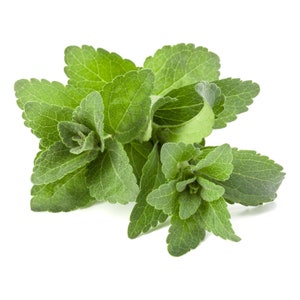 Puede incluir: Primer plano de un grupo de hojas frescas y verdes de stevia. Las hojas son de un color verde vibrante con superficies texturizadas y venas visibles. La imagen está sobre un fondo blanco limpio, resaltando el color natural y los detalles de la planta.