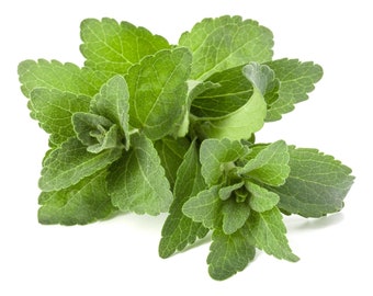 500 Stevia Rebaudiana Seeds - Natural Sweetener Organic - Sugar Substitute - Medicinal Herb - No Calories - Candyleaf, Sweetleaf, Sugarleaf