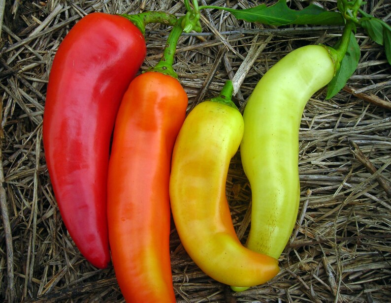 Capsicum annuum Sweet Banana HEIRLOOM BANANA PEPPER Vegetable 50 Seeds image 3