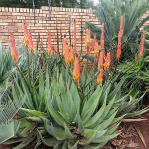 Aloe reitzii 10 Seeds Very Rare Succulent Beautiful Cactus image 3