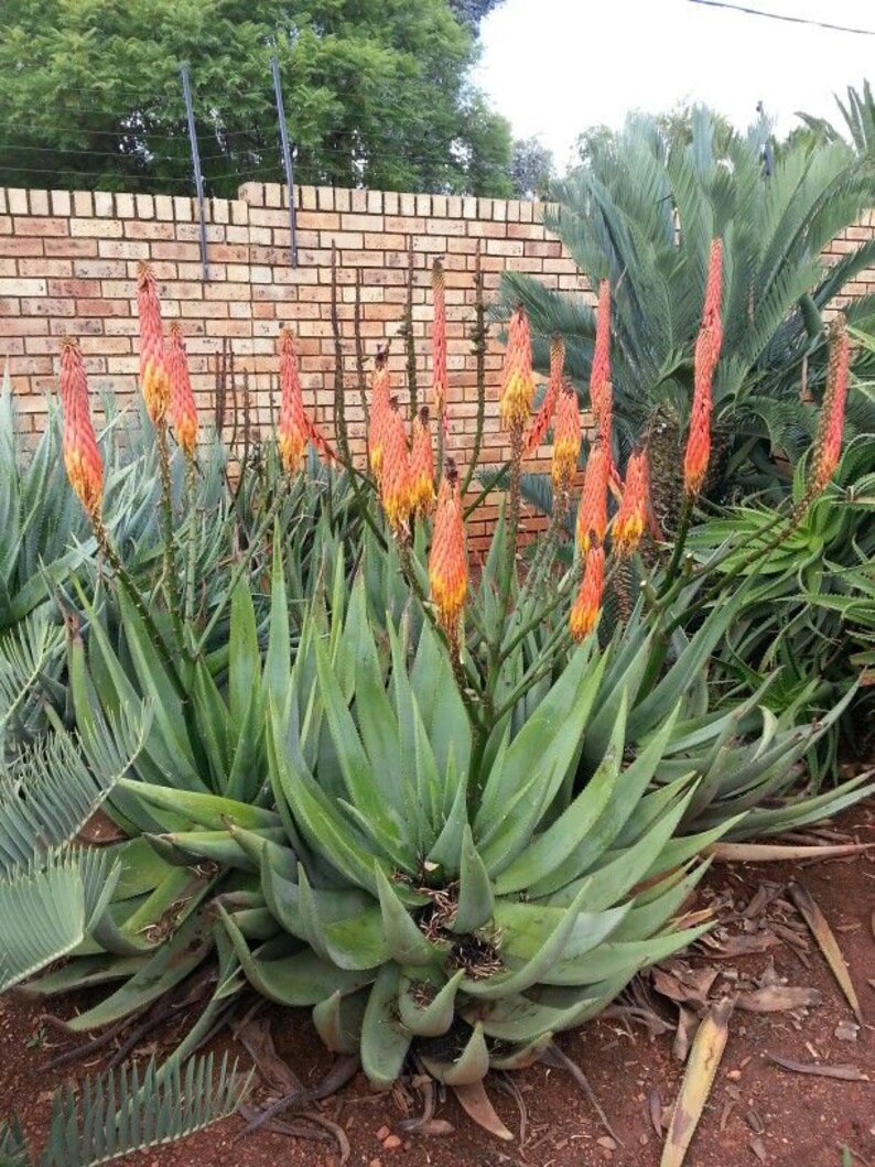 Aloe reitzii 10 Seeds Very Rare Succulent Beautiful Cactus image 3