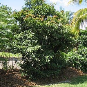 K&ouml;nnte beinhalten: Ein gr&uuml;ner, belaubter Baum mit orangefarbenen Bl&uuml;ten, der in einem Garten mit braunem Mulch und gr&uuml;nem Rasen w&auml;chst.