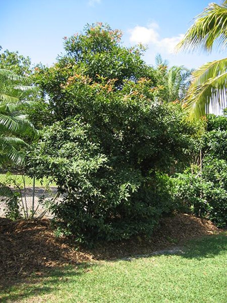K&ouml;nnte beinhalten: Ein gr&uuml;ner, belaubter Baum mit orangefarbenen Bl&uuml;ten, der in einem Garten mit braunem Mulch und gr&uuml;nem Rasen w&auml;chst.