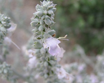 White Sage Seeds - Herbs Salvia Apiana Rare Medicinal Perennial (Organic)