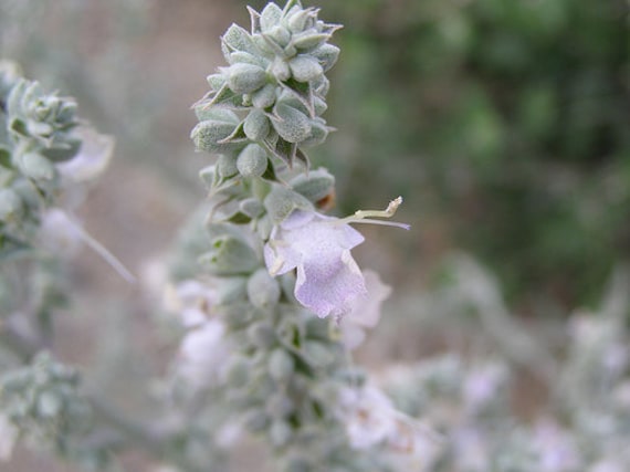 Sage, White Sage, Salvia Apiana, Organic, 30 Seeds Per Pack, Heirloom, Medicinal, GMO Free - Foto 2