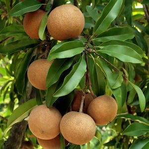 K&ouml;nnte beinhalten: Nahaufnahme eines Astes mit mehreren braunen Sapodilla-Fr&uuml;chten, die daran h&auml;ngen. Die Fr&uuml;chte sind rund und haben eine raue Oberfl&auml;che. Die Bl&auml;tter sind gr&uuml;n und gl&auml;nzend.
