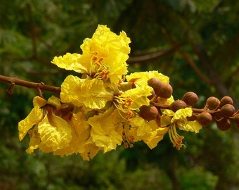 30 Seeds - Yellow Flame Tree-Rare Tropical - Peltophorum pterocarpum - yellow poinciana, Copperpod, Golden Flamboyant