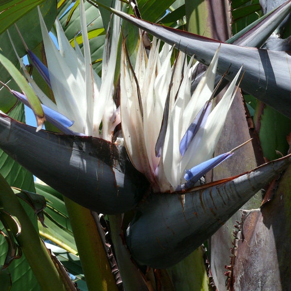 Strelitzia nicolai - White Bird of Paradise 5 Seeds