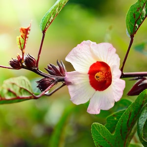 Hibiscus sabdariffa Samen, Roselle jamaikanischer roter Sauerampfer, Florida Cranberry, Blumen Bonsai - 10 bis 50